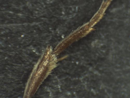 Nomada sp.